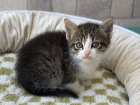 Adozione gatto, femmina, Razza sconosciuta Razza sconosciuta, 2 mesi, taglia non valida, Bari