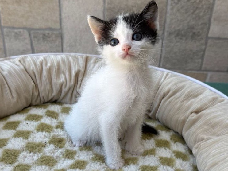 Adozione gatto, femmina, Razza sconosciuta Razza sconosciuta, 2 mesi, taglia non valida, Bari