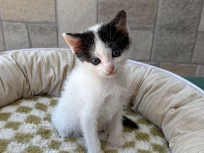 Adotta un gatto, femmina, 2 mesi, Bari
