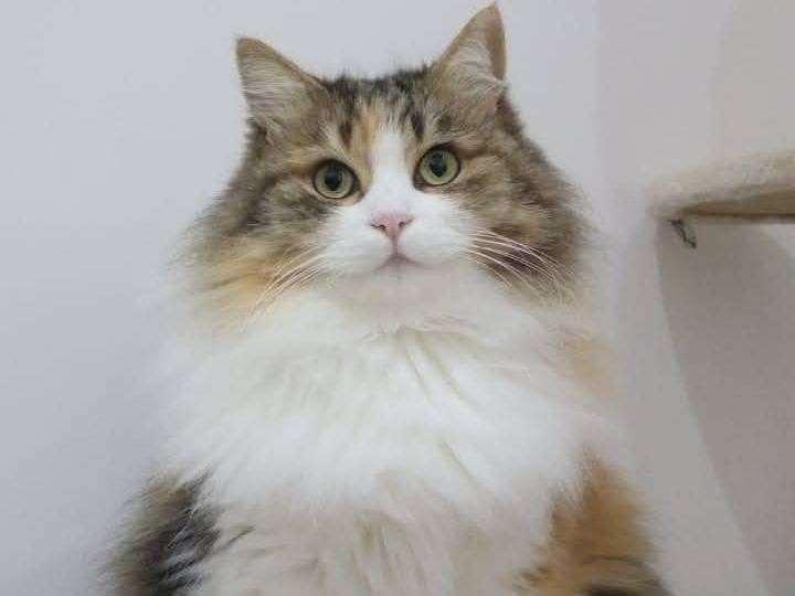 Adozione gatto, femmina, Razza sconosciuta Razza sconosciuta, 7 anni e 2 mesi, taglia non valida, Napoli