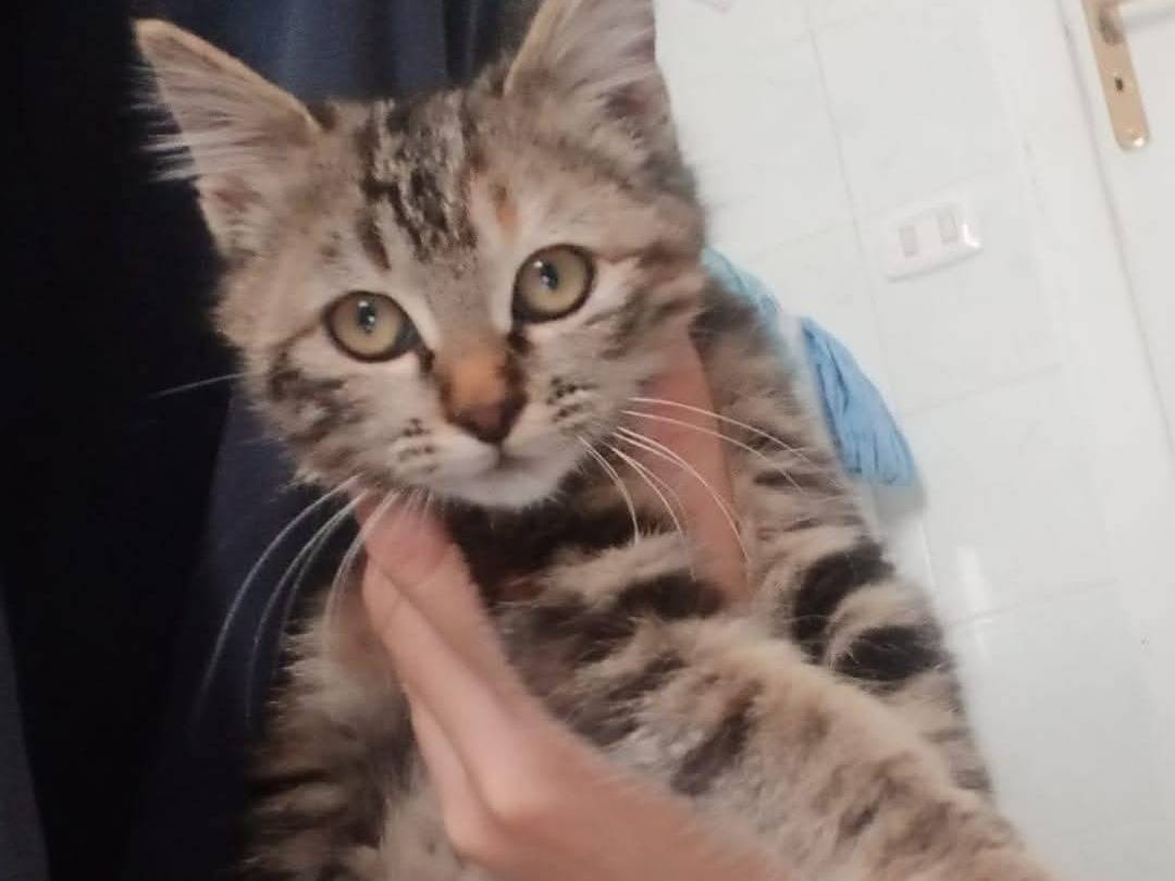 Adozione gatto, femmina, Razza sconosciuta Razza sconosciuta, 4 anni e 2 mesi, taglia non valida, Napoli