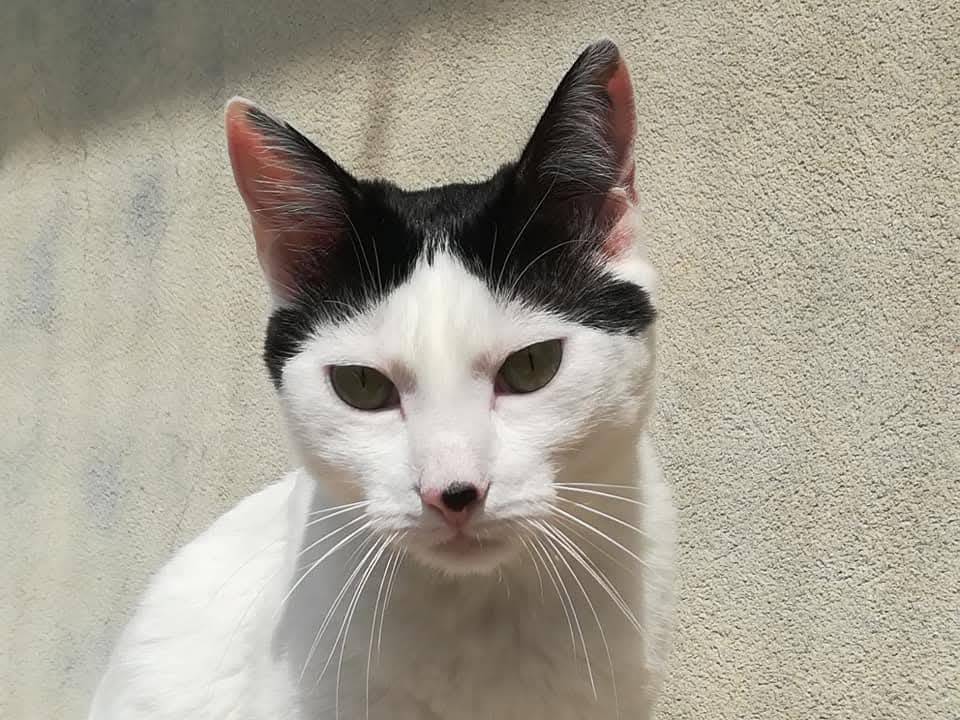 Adozione gatto, femmina, Razza sconosciuta Razza sconosciuta, 5 anni e 3 mesi, taglia non valida, Napoli
