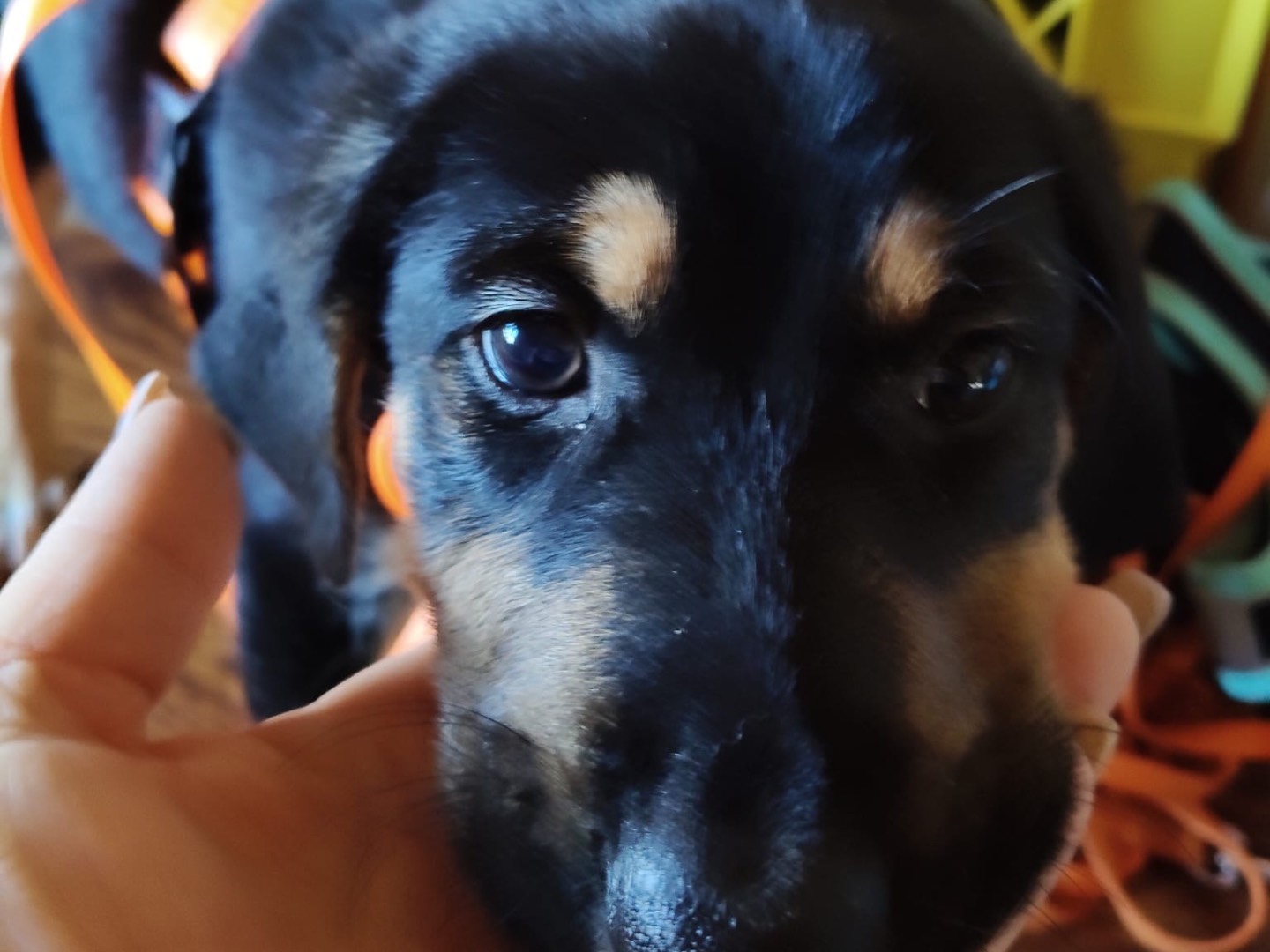 Adotta un cane, femmina, 2 mesi, Crotone