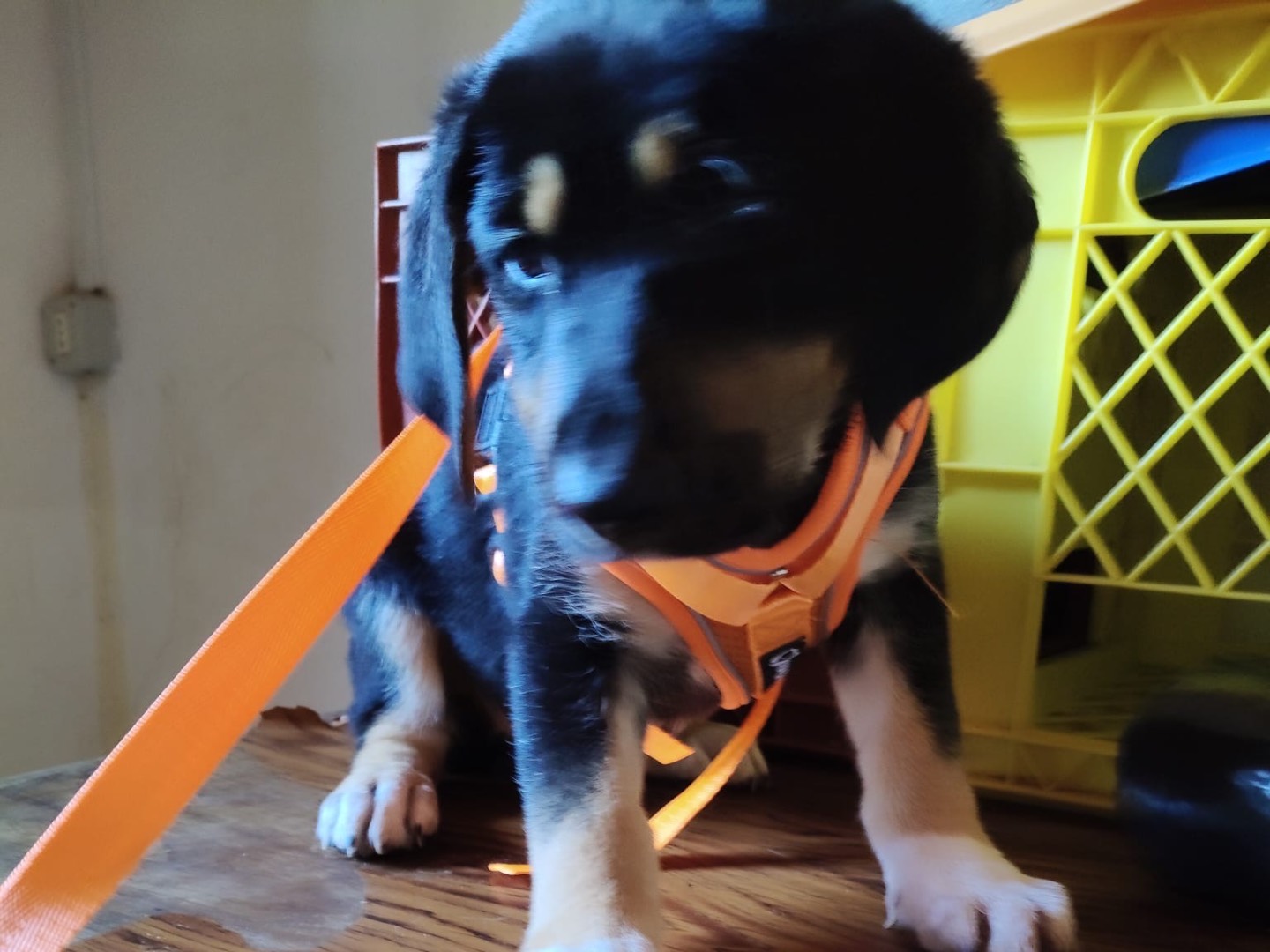 Adozione cane, femmina, Pastore tedesco Razza sconosciuta, 2 mesi, taglia grande, Crotone