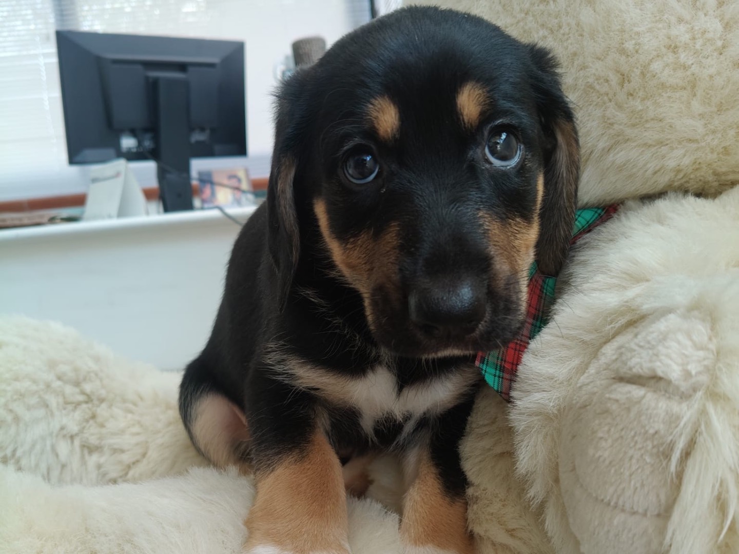 Adotta un cane, taglia grande, femmina, Crotone