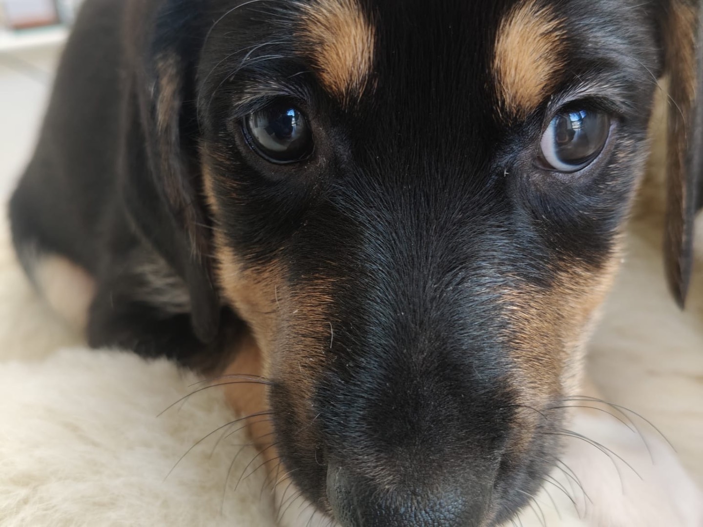 Vuoi adottare un cane a Crotone?