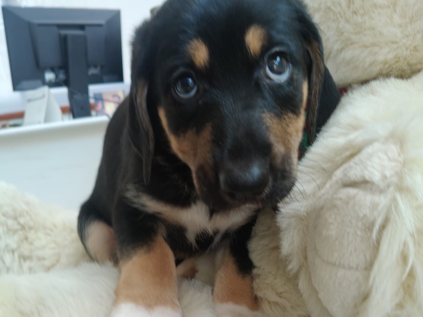 Adotta il cane MORA a Crotone