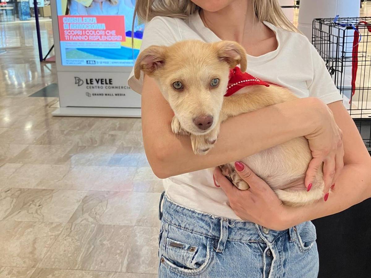 Adozione cane, maschio, Razza sconosciuta Razza sconosciuta, 4 mesi, taglia piccola, Cagliari