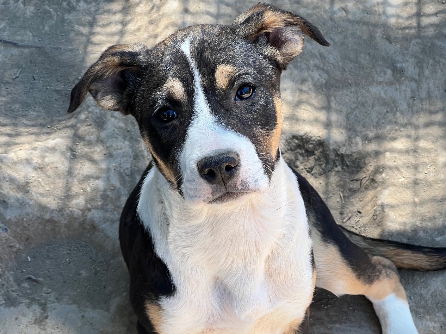 Adozione cane, femmina, Amstaff Razza sconosciuta, 4 mesi, taglia media, Viterbo