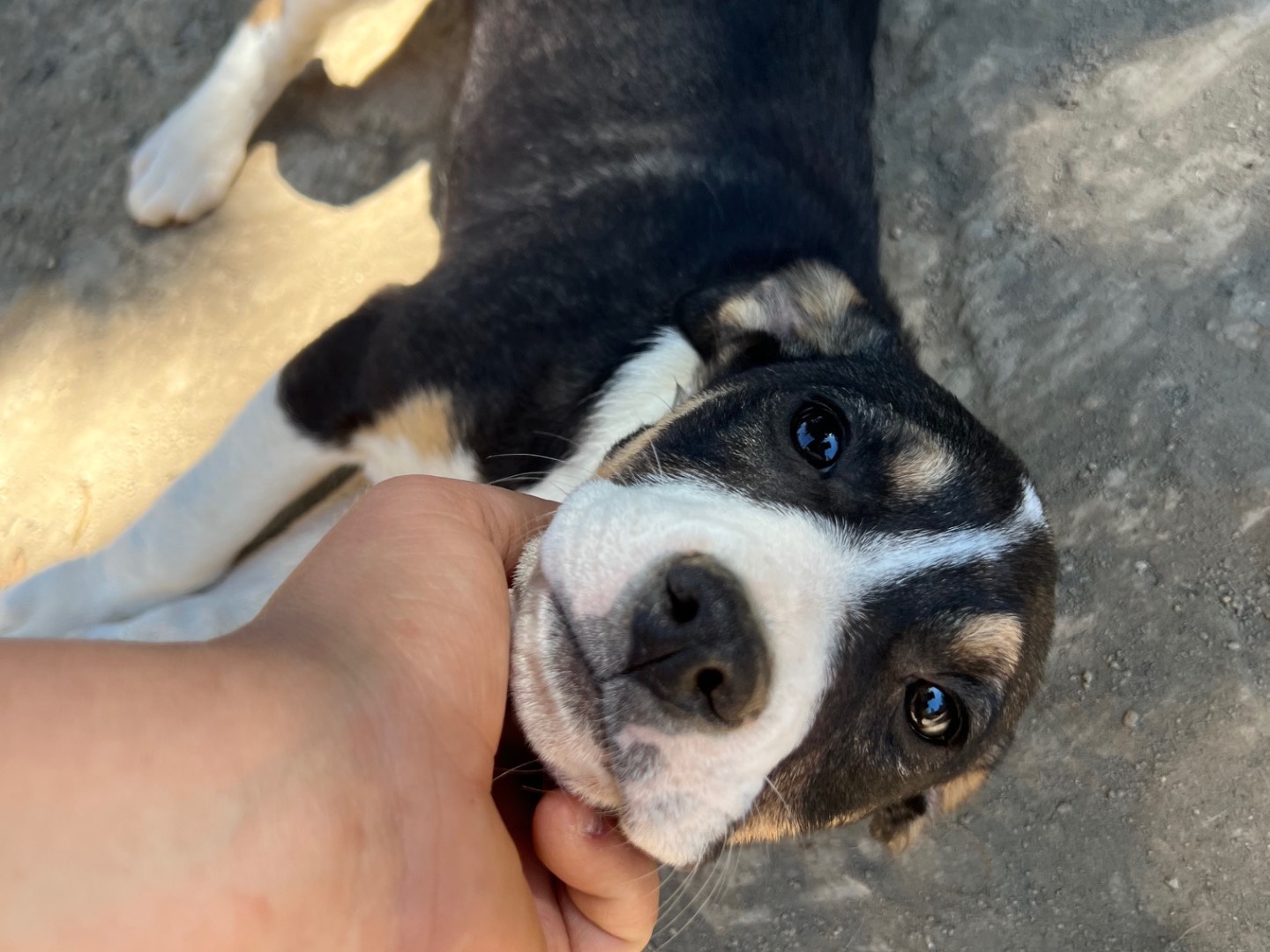 Adotta un cane, femmina, 4 mesi, Viterbo