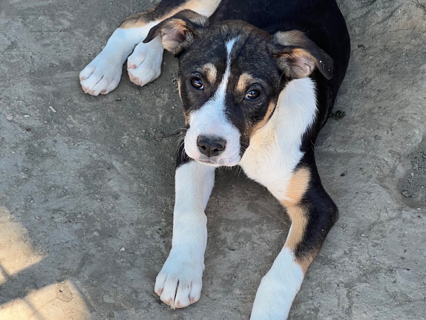 Adotta un cane, taglia media, femmina, Viterbo