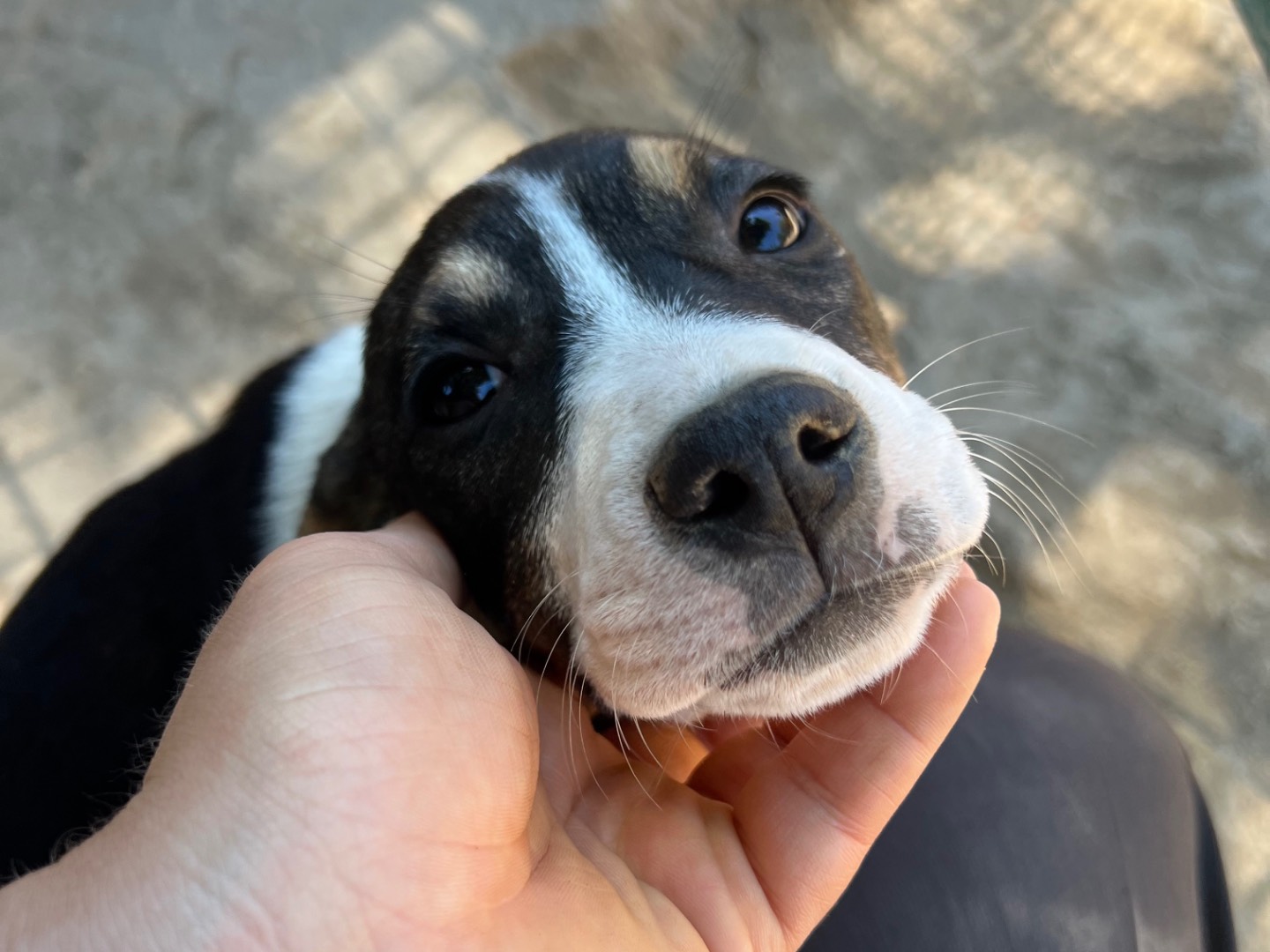 Vuoi adottare un cane a Viterbo?
