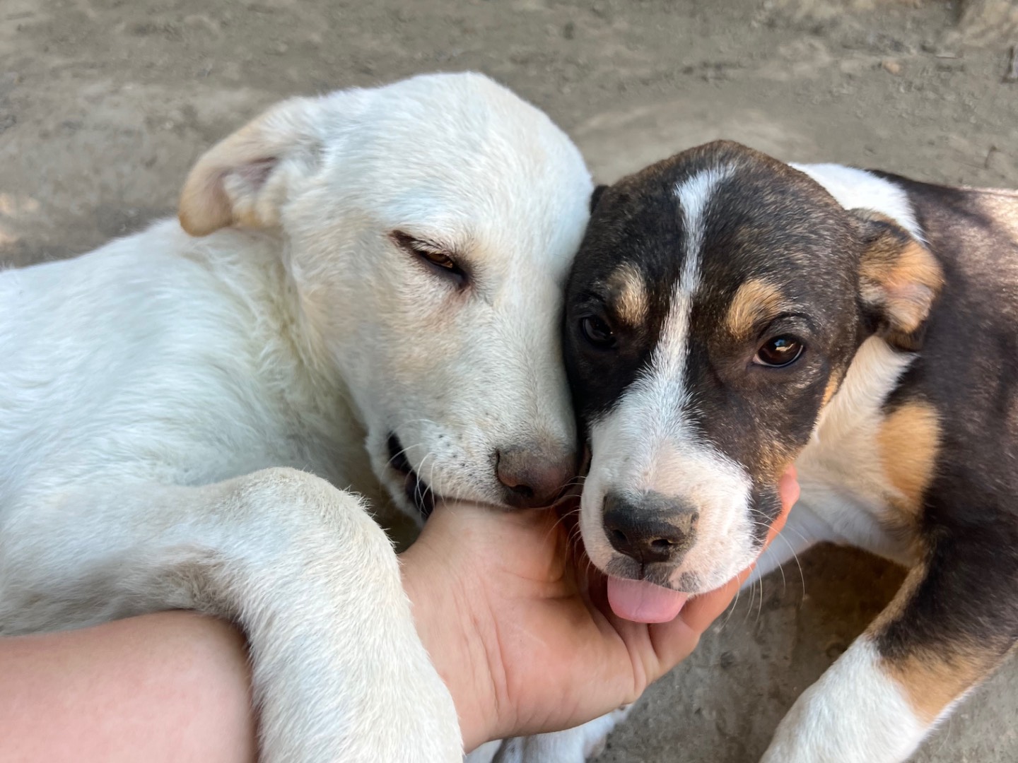 Adotta il cane Maya a Viterbo