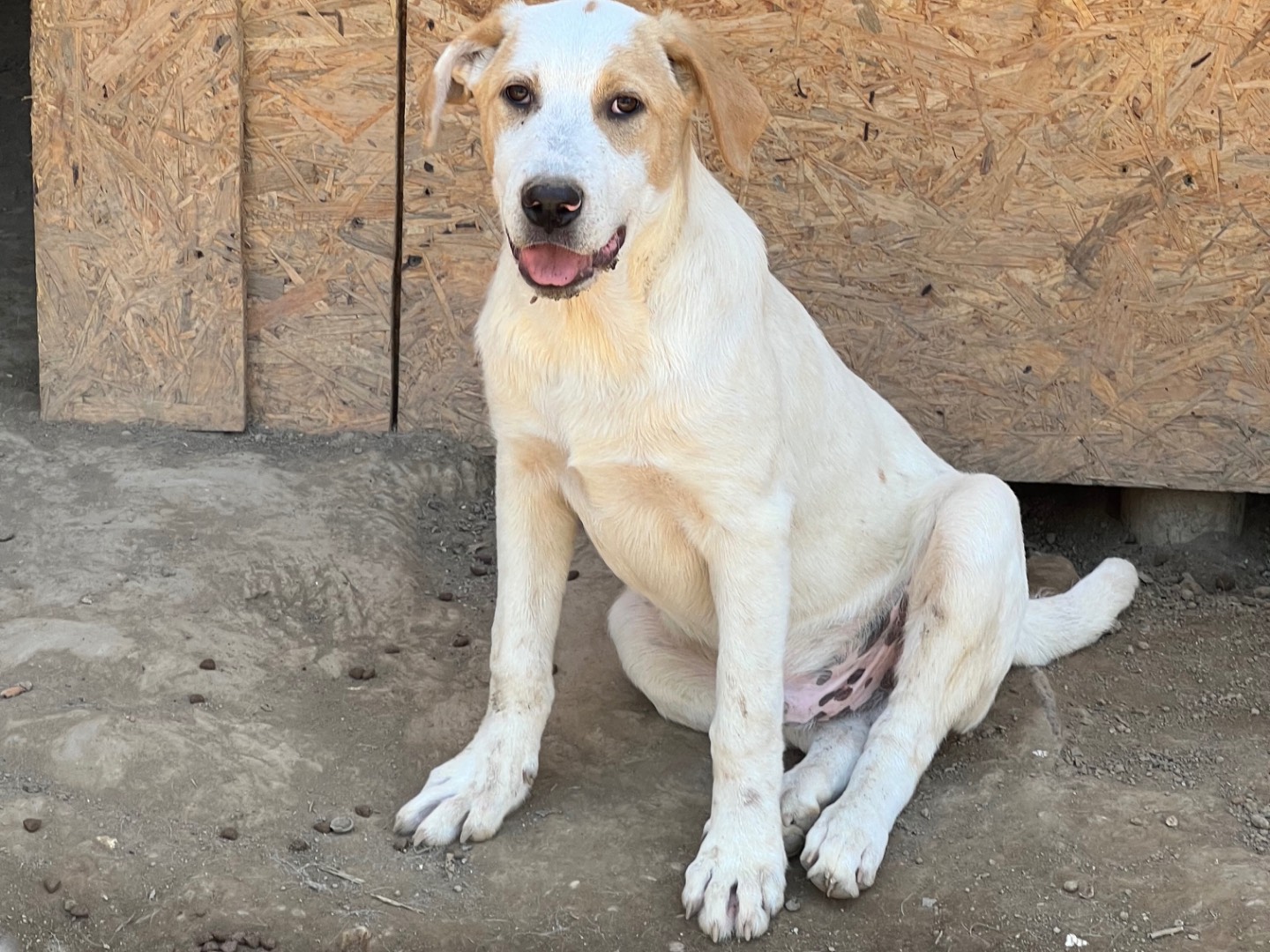 Adozione cane, maschio, Pointer Labrador Retriever, 5 mesi, taglia media, Viterbo