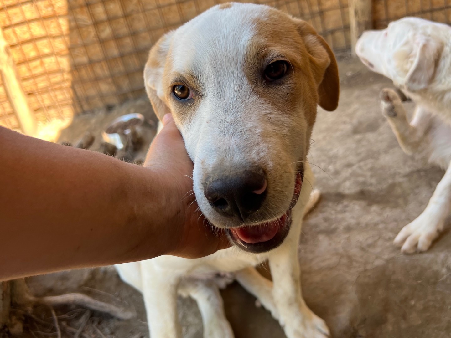 Adotta un cane, maschio, 5 mesi, Viterbo