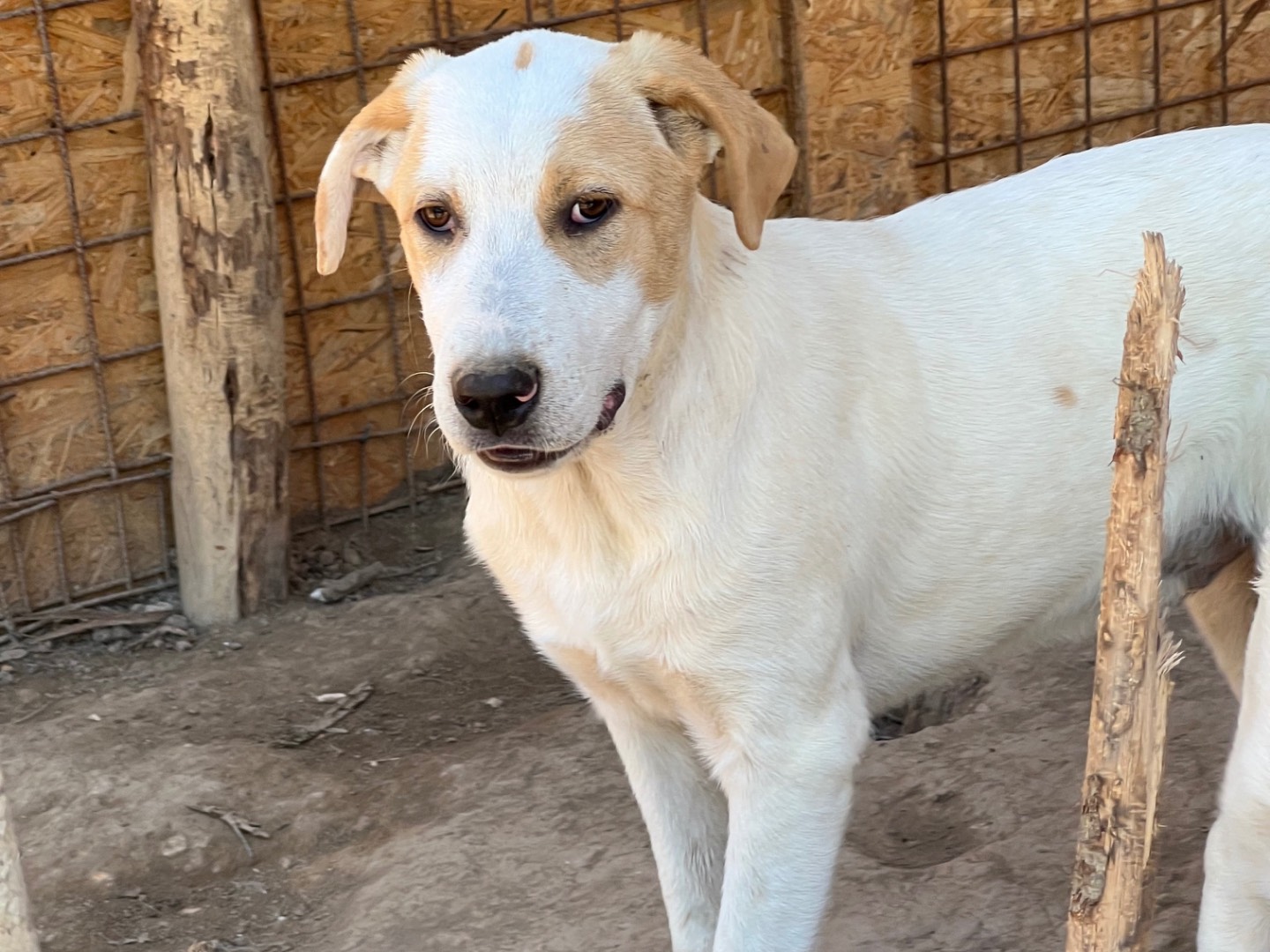 Adotta un cane, taglia media, maschio, Viterbo