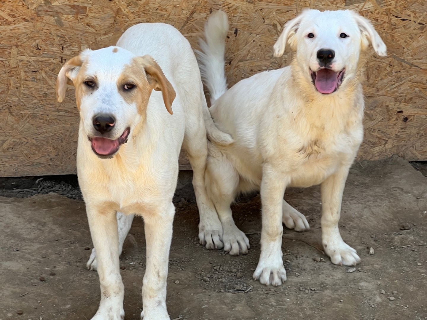 Vuoi adottare un cane a Viterbo?