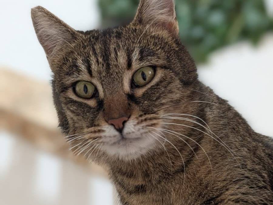 Adozione gatto, femmina, Razza sconosciuta Razza sconosciuta, 3 anni, taglia non valida, Bari