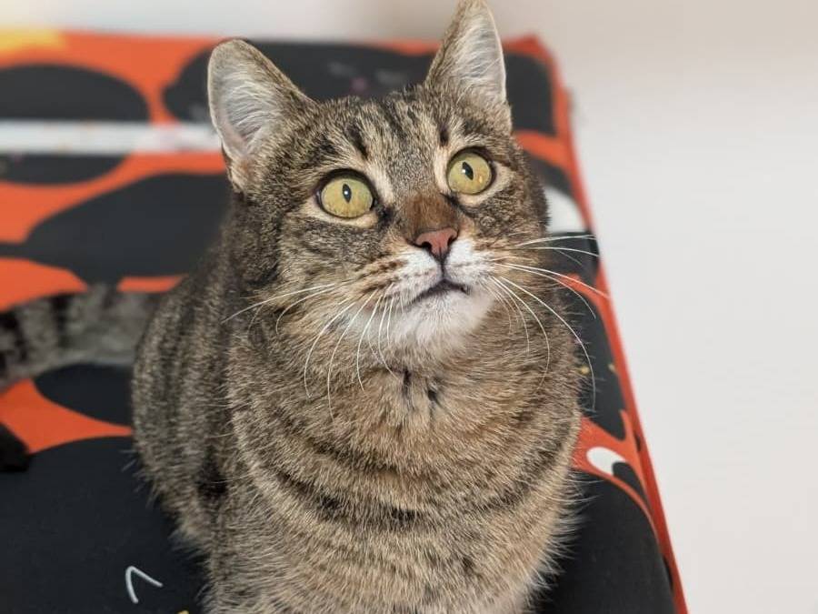 Adotta un gatto, femmina, 3 anni, Bari