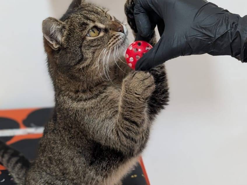 Adotta un gatto, taglia non valida, femmina, Bari