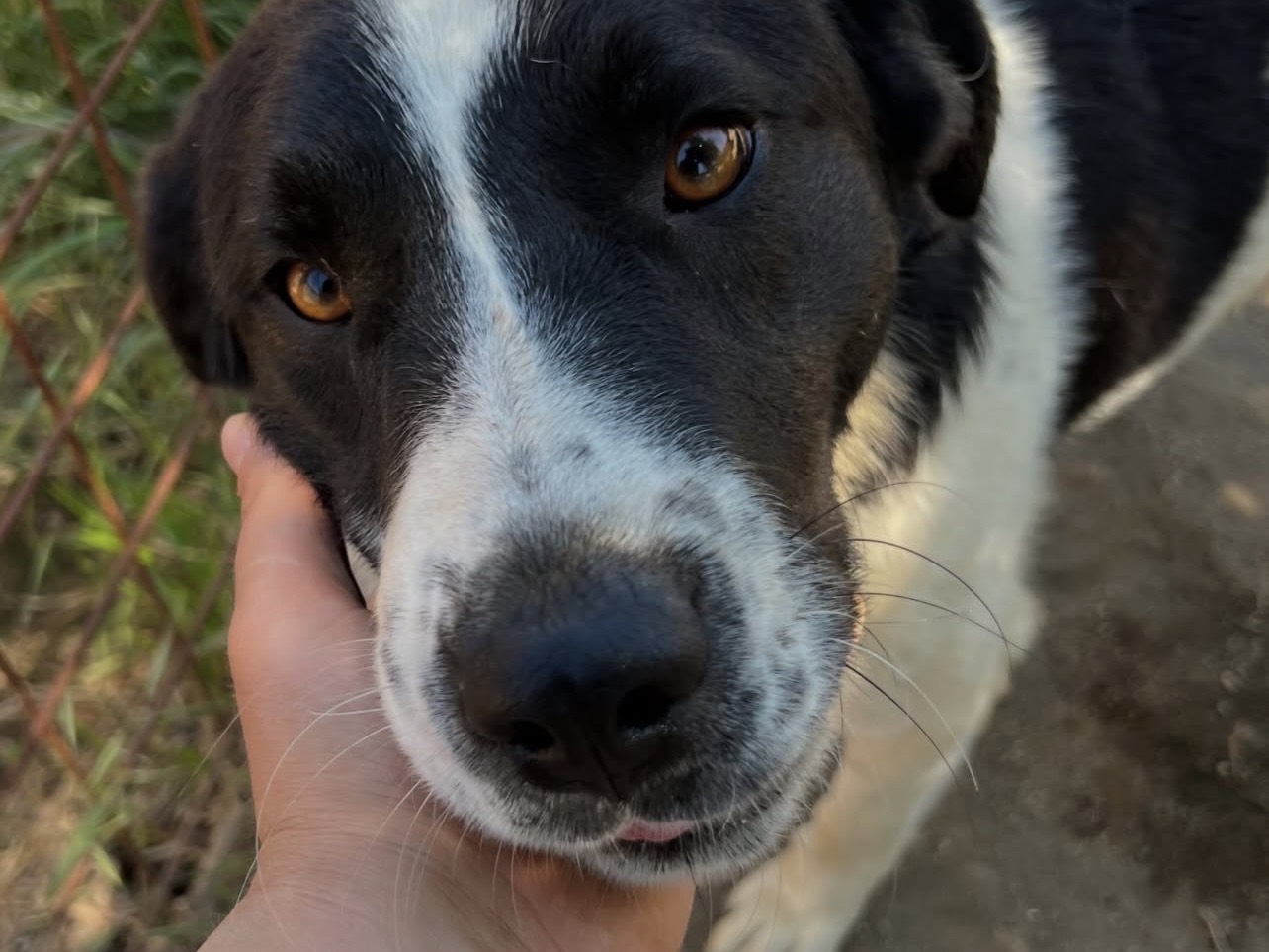 Adotta un cane, maschio, 1 anno, Viterbo