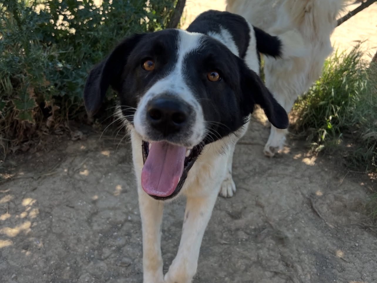 Adotta un cane, taglia media, maschio, Viterbo