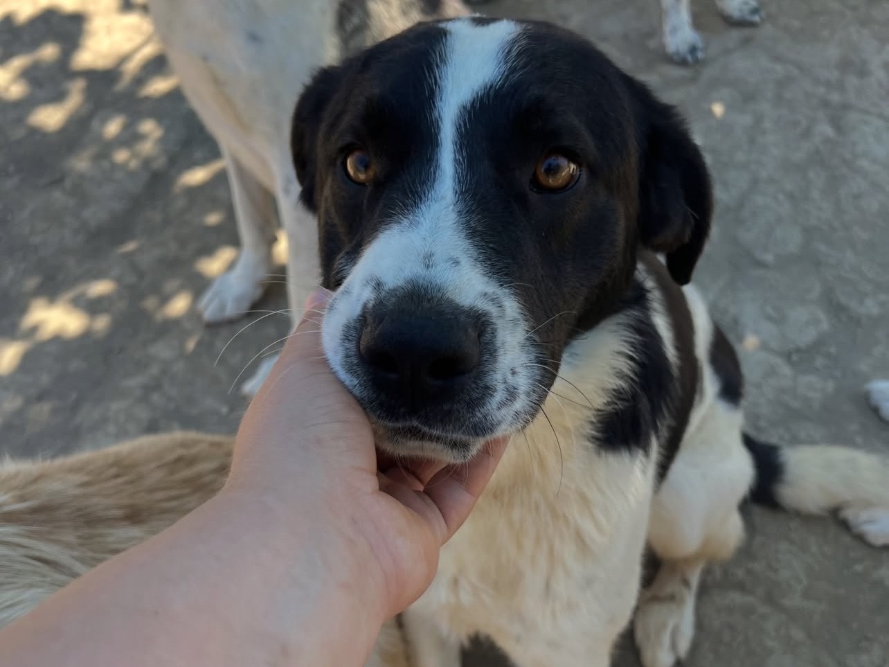 Adozione cane, maschio, Border Collie Razza sconosciuta, 1 anno, taglia media, Viterbo