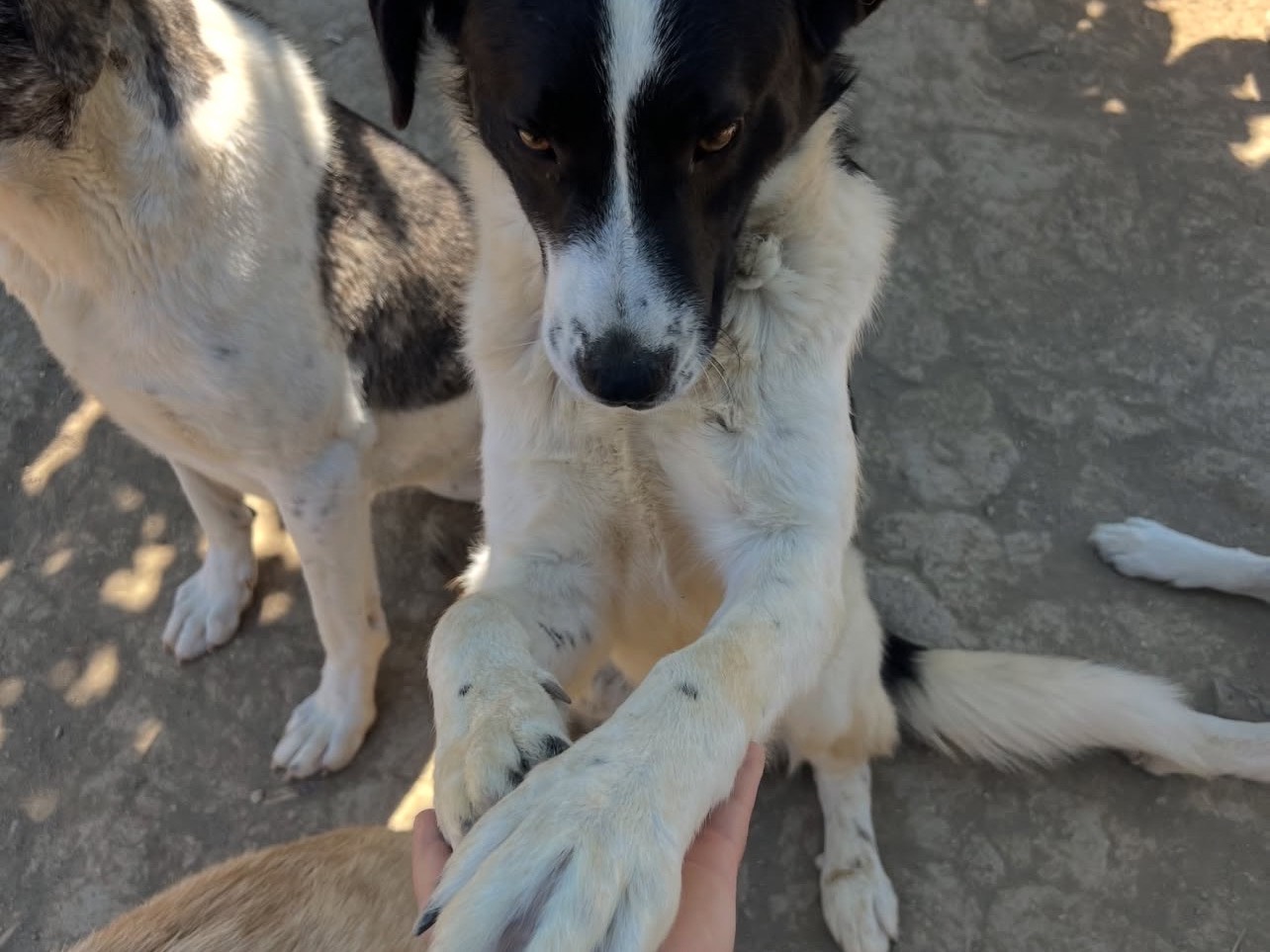 Vuoi adottare un cane a Viterbo?