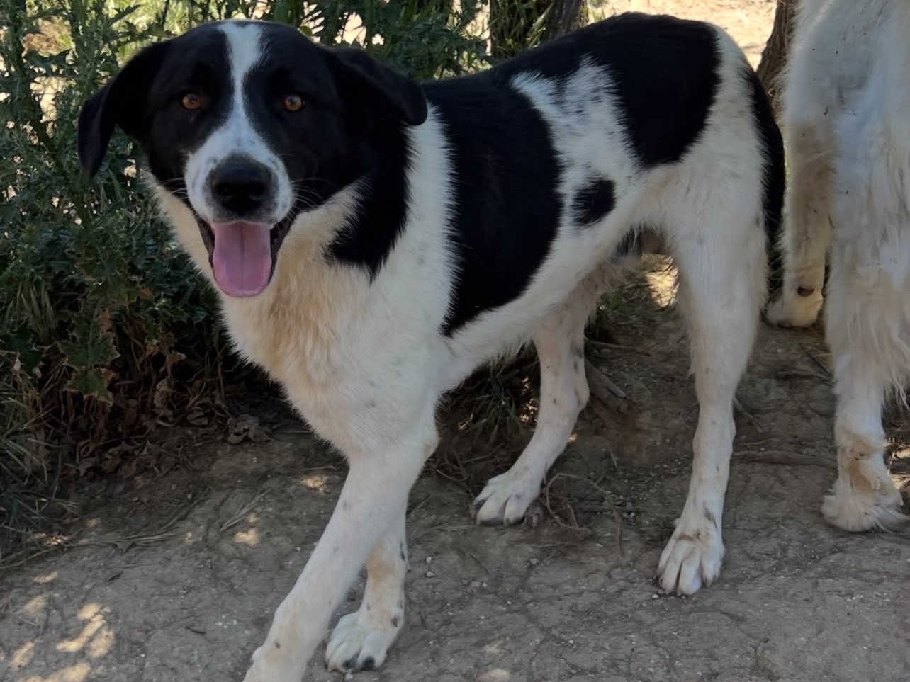 Adotta il cane Jerry a Viterbo