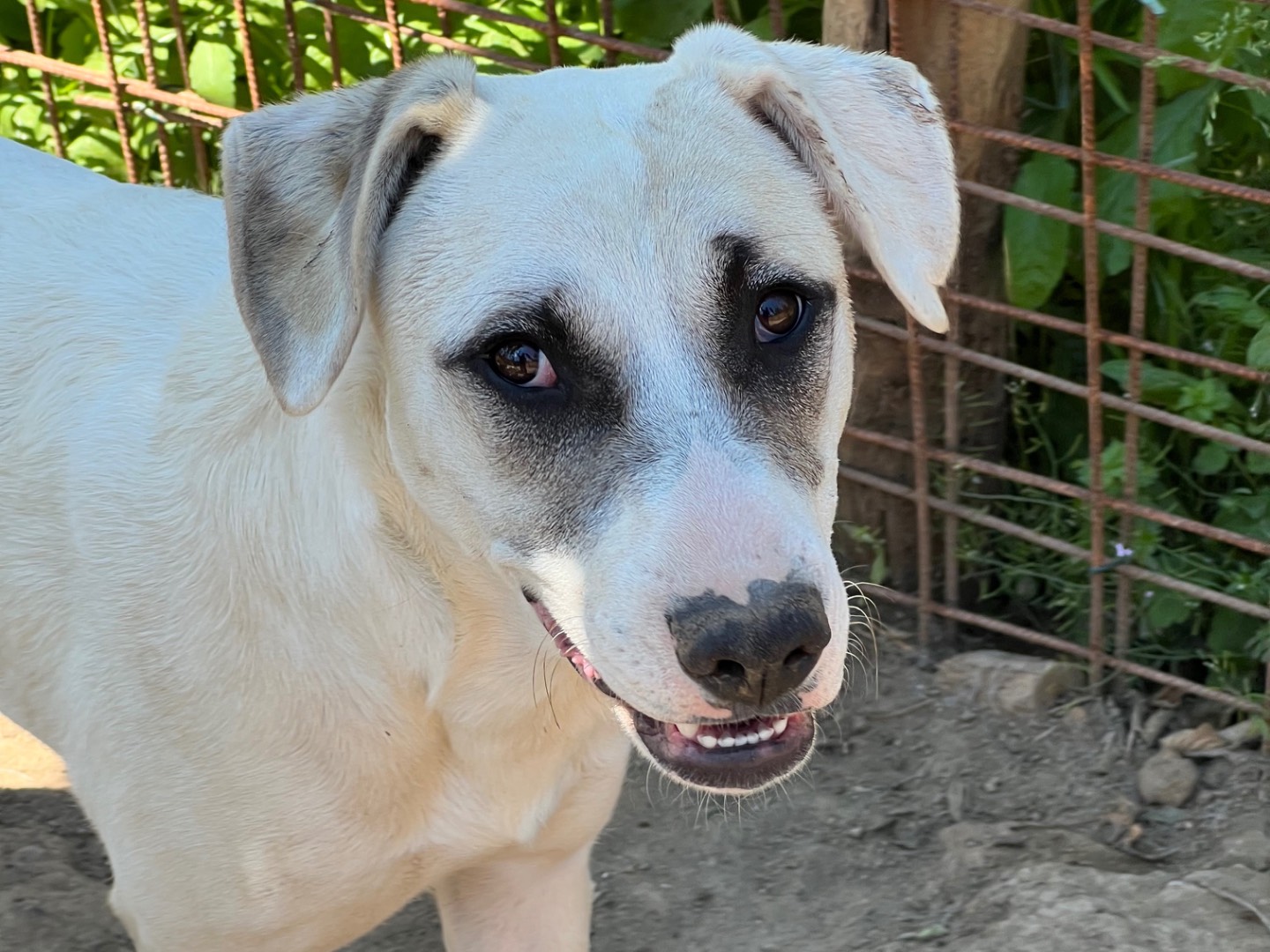 Adozione cane, femmina, Razza sconosciuta Razza sconosciuta, 7 mesi, taglia media, Viterbo