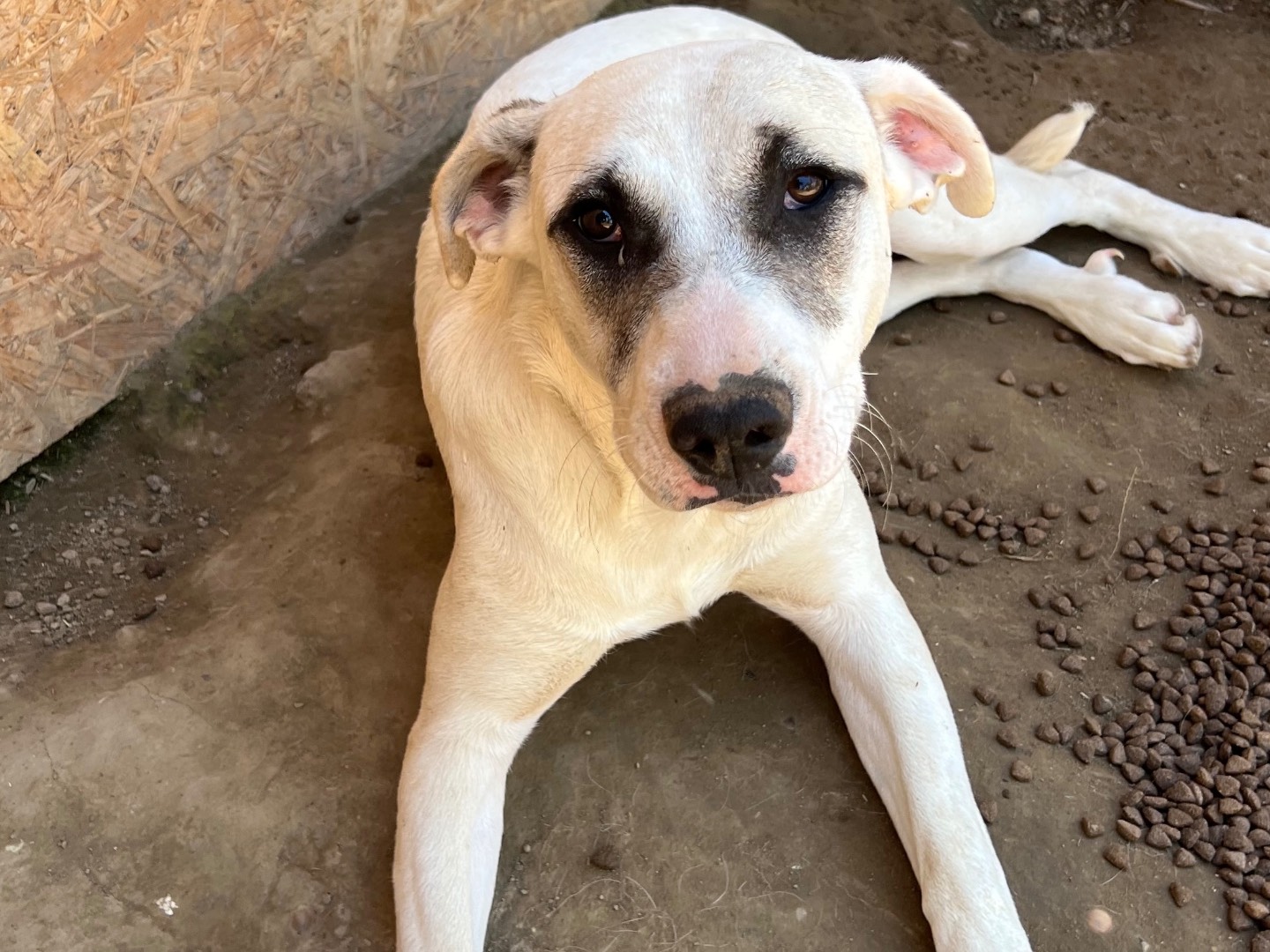 Adotta un cane, femmina, 7 mesi, Viterbo