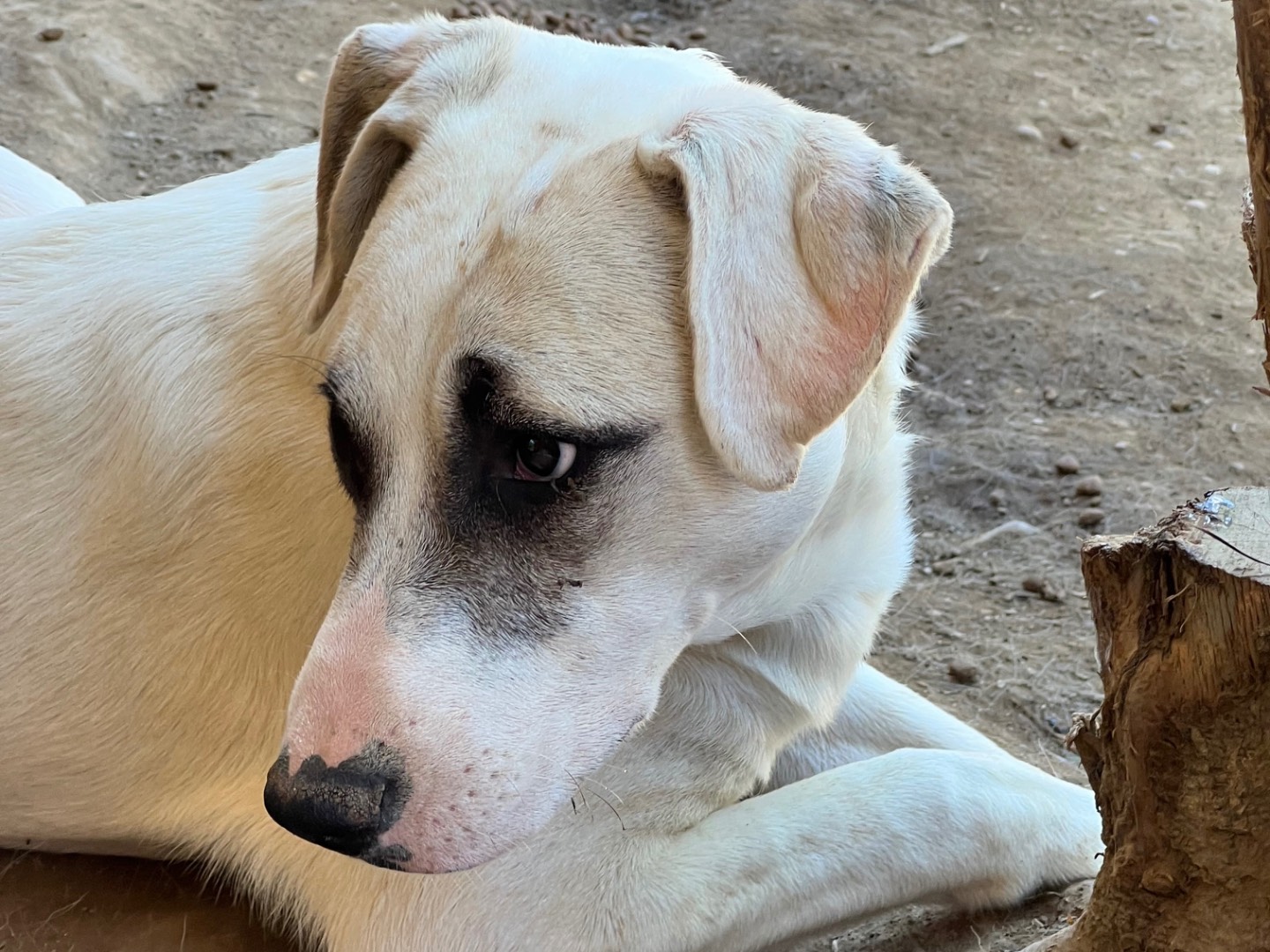 Adotta un cane, taglia media, femmina, Viterbo