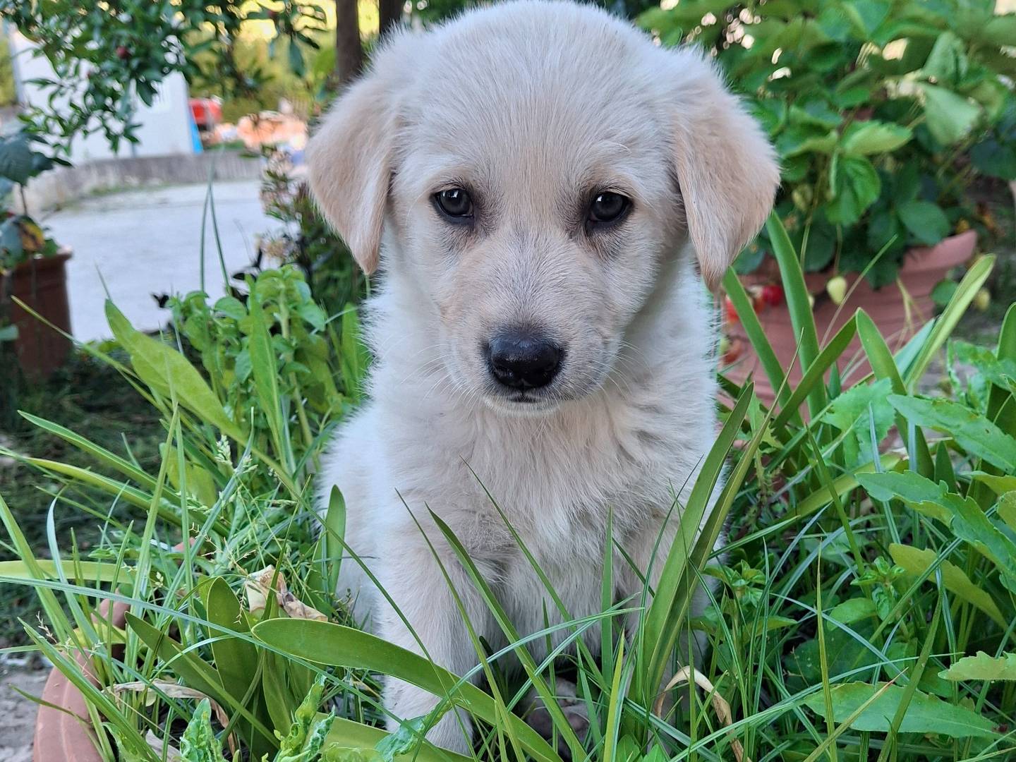 Adozione cane, maschio, Razza sconosciuta Razza sconosciuta, 1 mesi, taglia media, Benevento