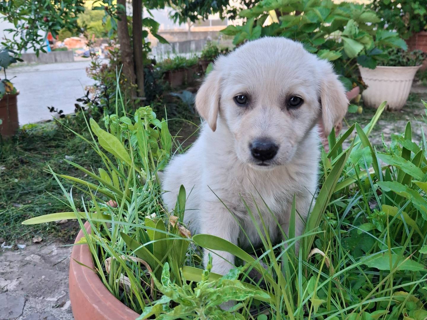 Adotta un cane, maschio, 1 mesi, Benevento