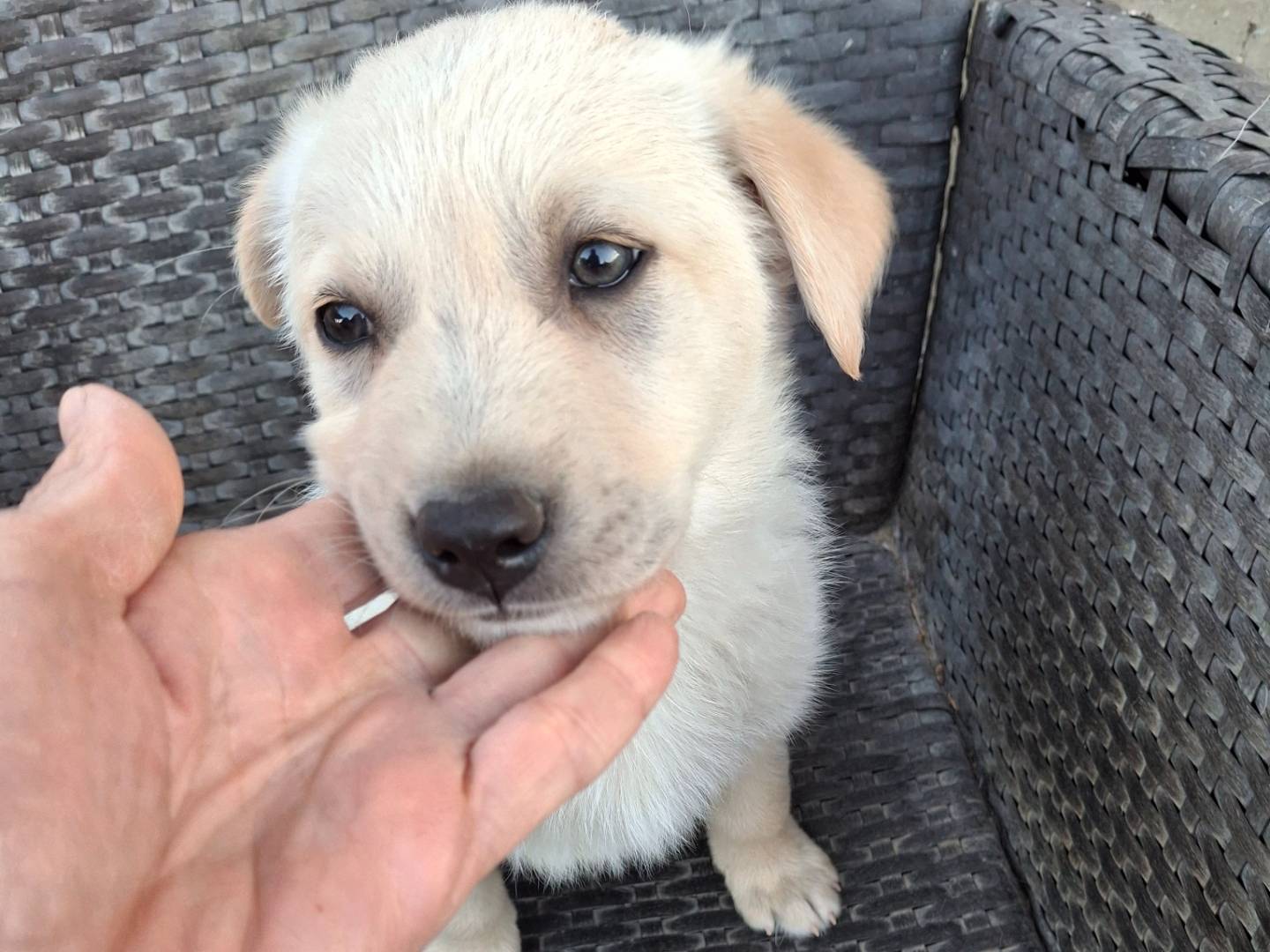 Adotta un cane, maschio, 2 mesi, Benevento