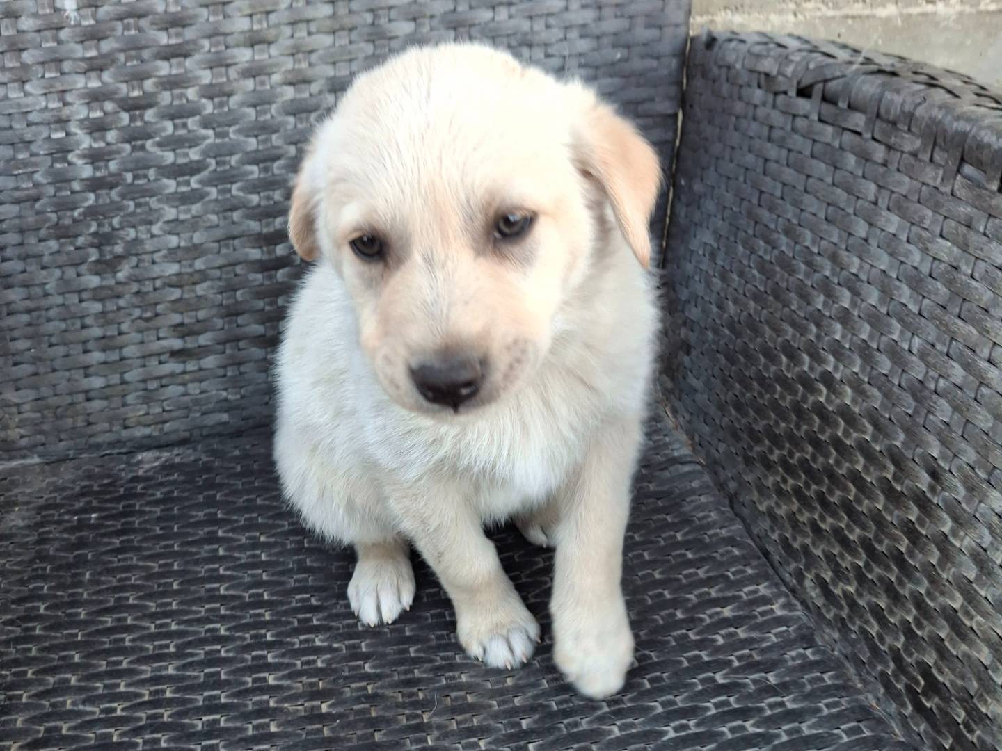 Adotta un cane, taglia media, maschio, Benevento