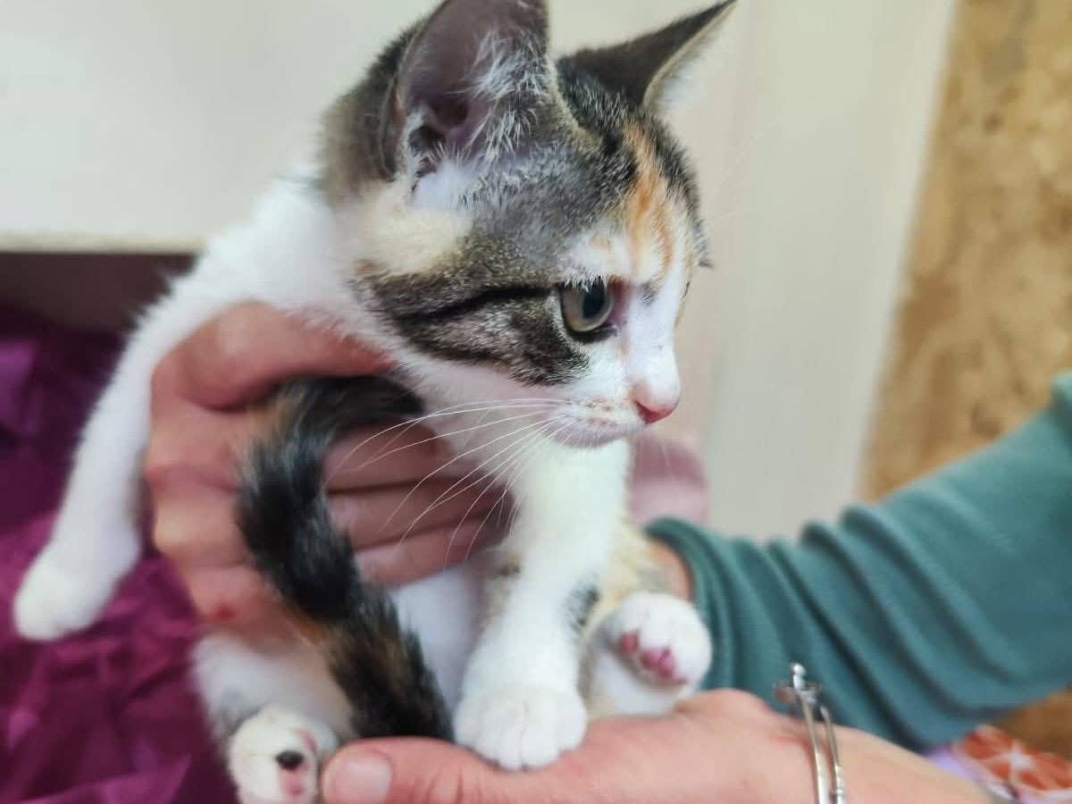 Adotta un gatto, femmina, 3 mesi, Bari