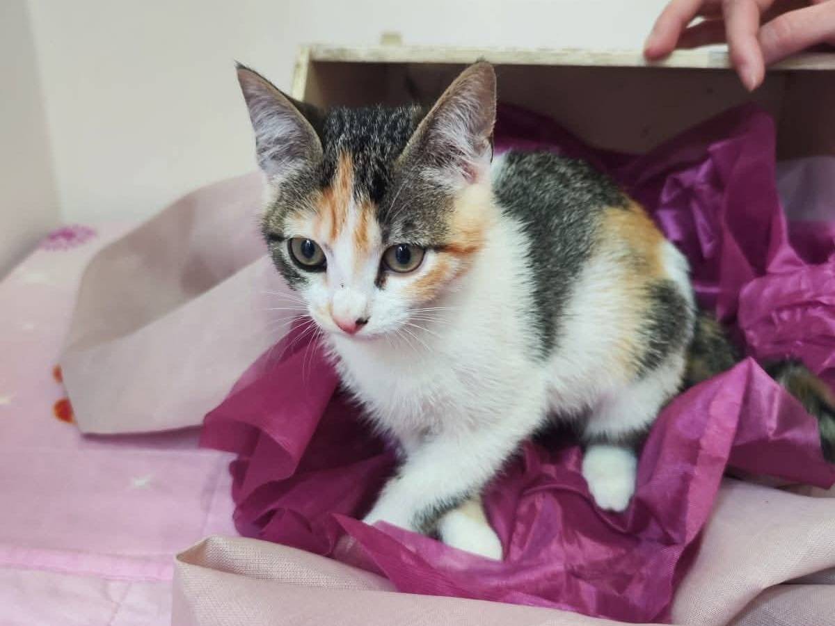 Adotta un gatto, taglia non valida, femmina, Bari