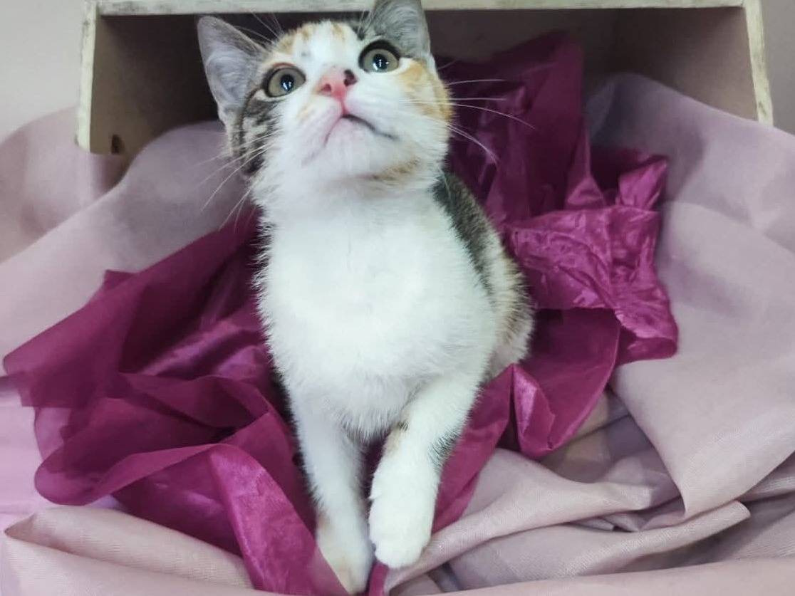 Vuoi adottare un gatto a Bari?