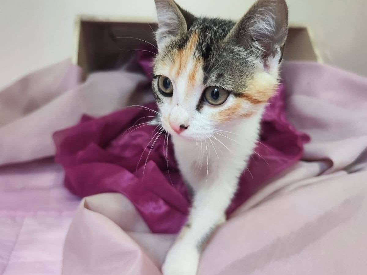 Adotta il gatto Sahara a Bari