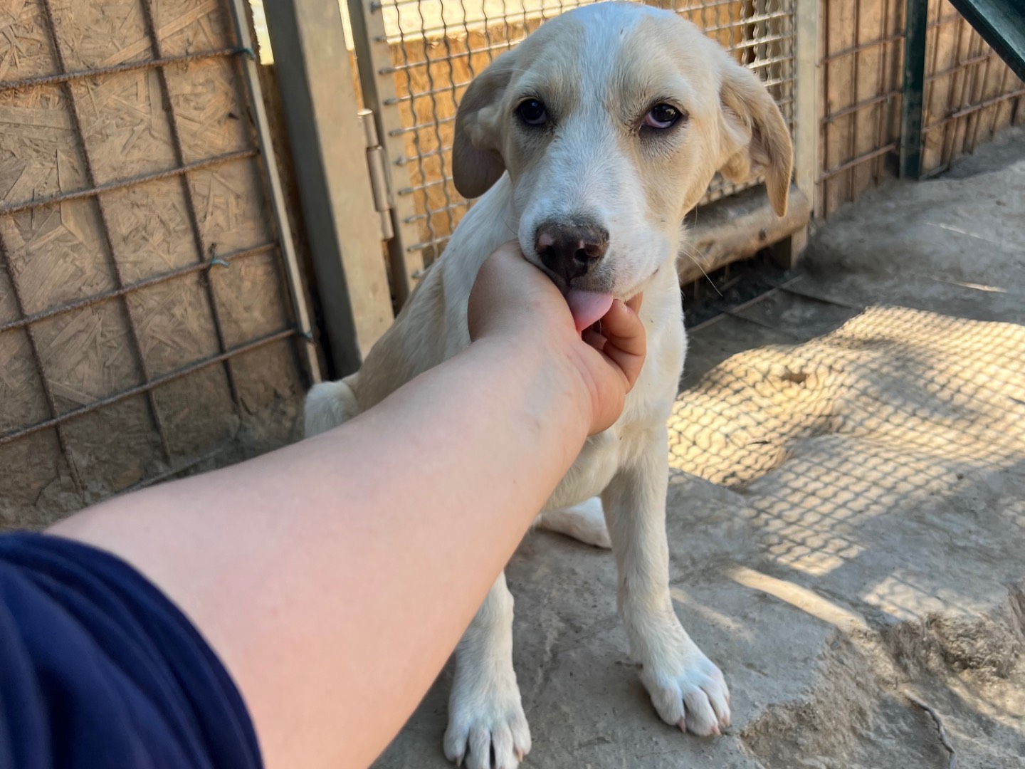 Adozione cane, femmina, Razza sconosciuta Razza sconosciuta, 4 mesi, taglia media, Viterbo
