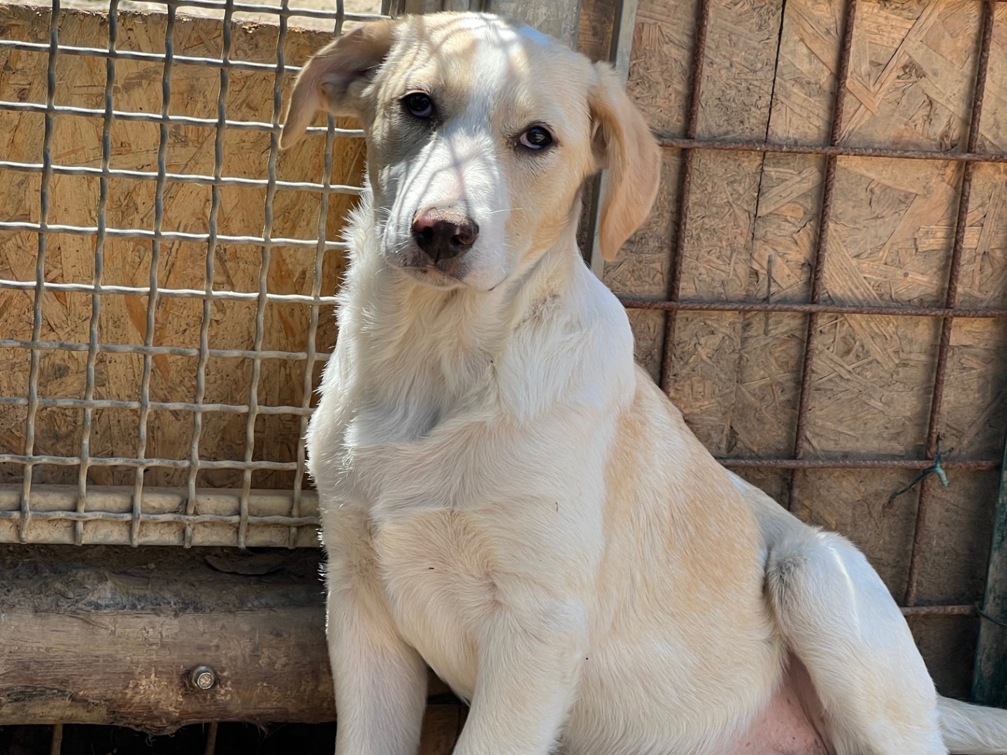 Adotta un cane, femmina, 4 mesi, Viterbo