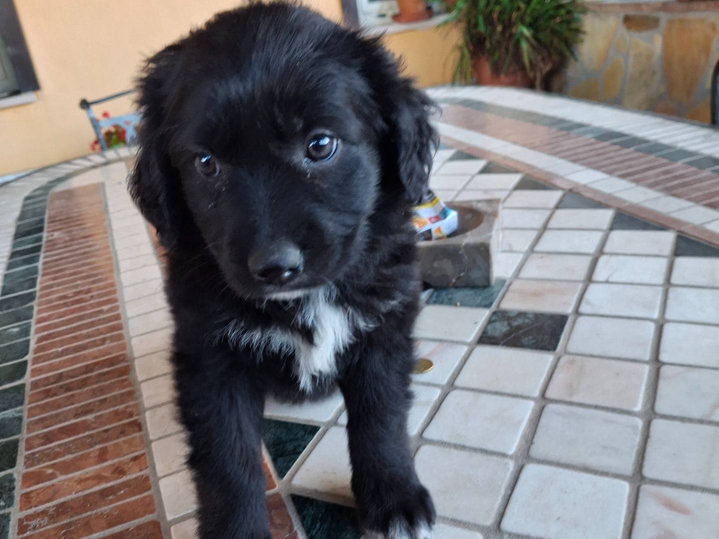 Adozione cane, femmina, Labrador Retriever Razza sconosciuta, 2 mesi, taglia media, Benevento
