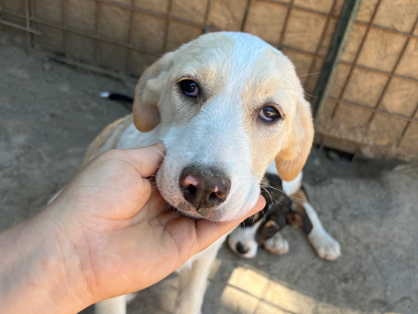 Adotta un cane, taglia media, femmina, Viterbo