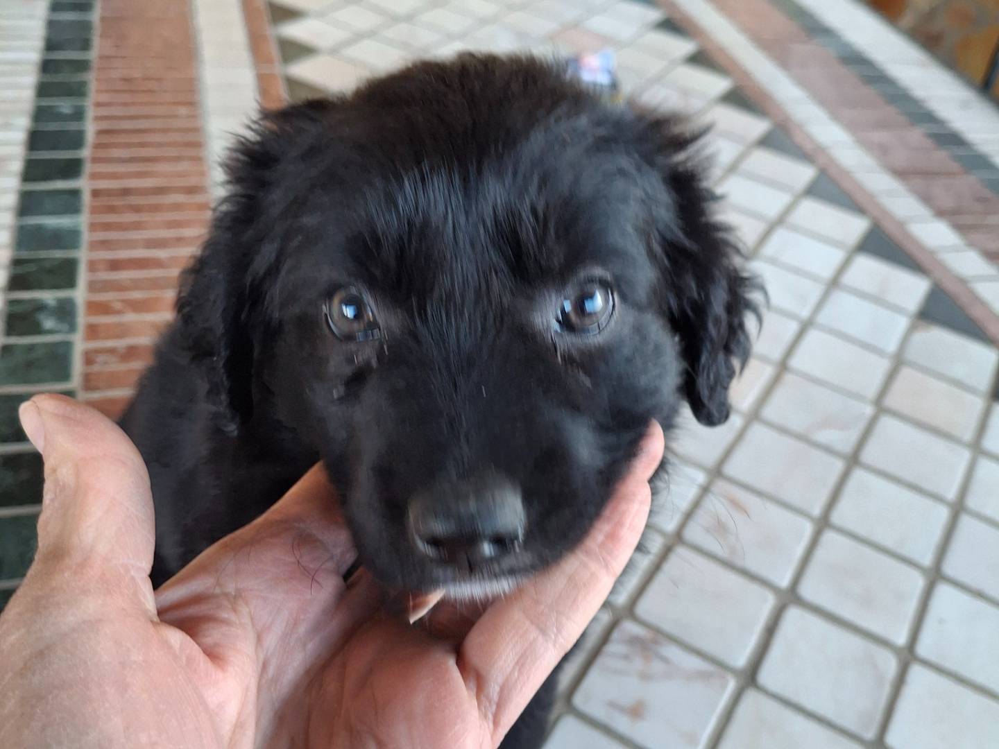 Adotta un cane, femmina, 2 mesi, Benevento