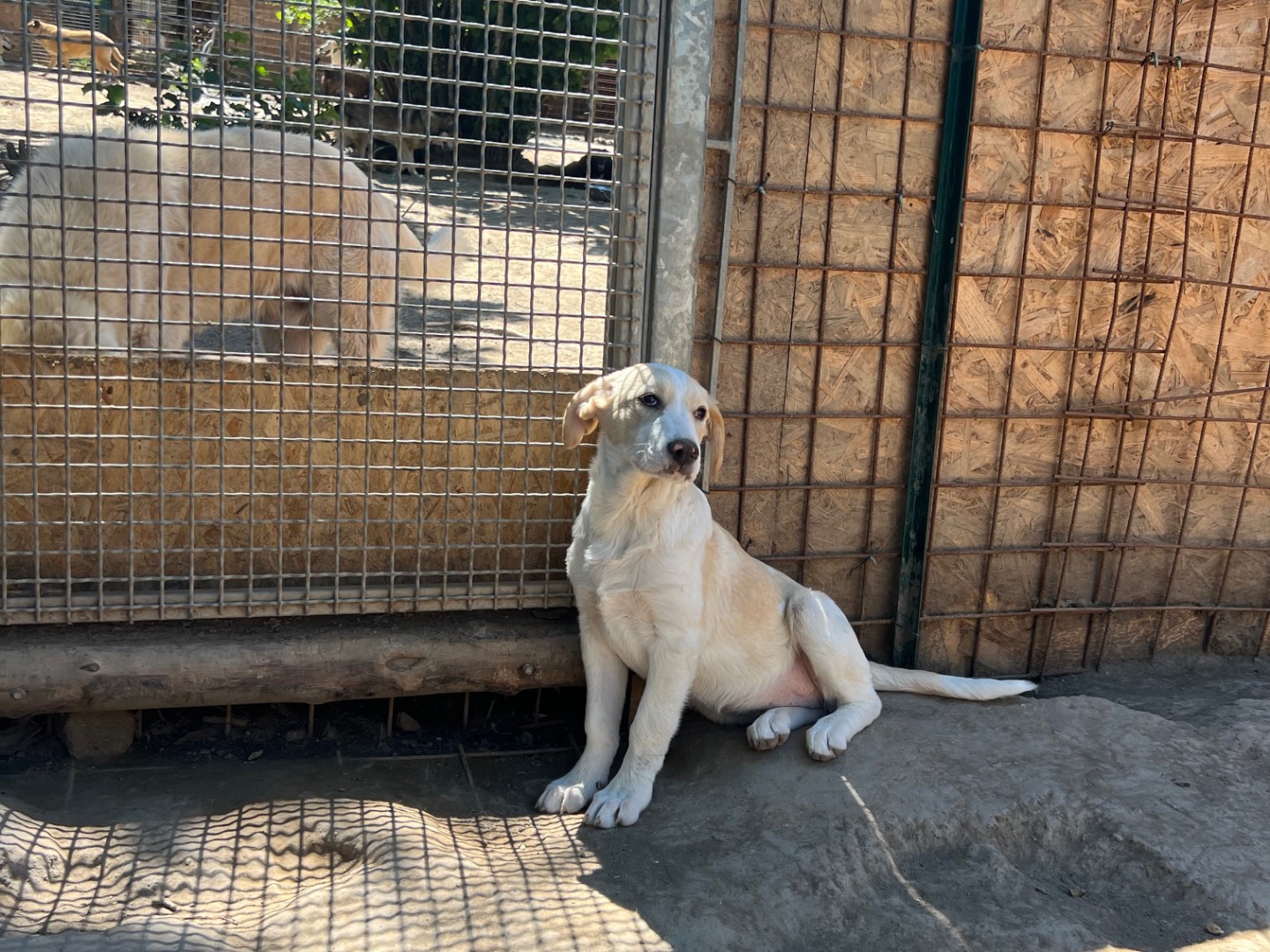 Vuoi adottare un cane a Viterbo?