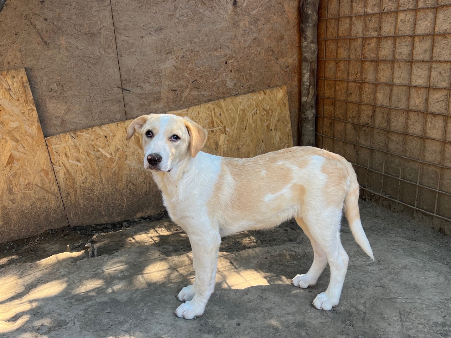Adotta il cane Gaia a Viterbo