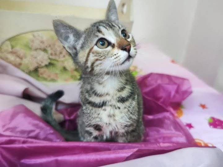Adotta un gatto, femmina, 3 mesi, Bari