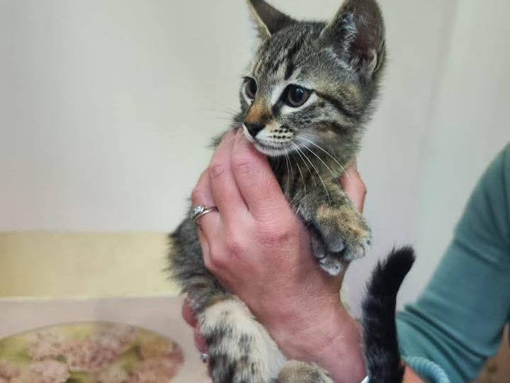 Adotta un gatto, taglia non valida, femmina, Bari