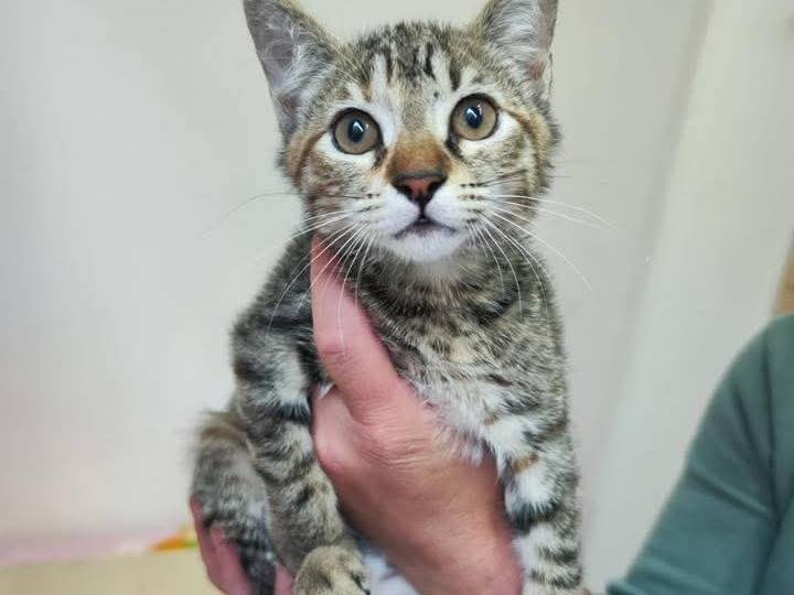 Vuoi adottare un gatto a Bari?